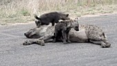 Spotted hyena cubs playing