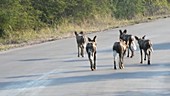 African wild dogs on road