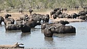 African buffalo in water
