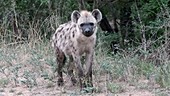 Spotted hyena walking off
