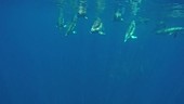 Common dolphins swimming underwater