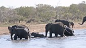 Elephants walking out of water
