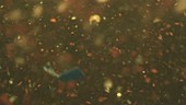 Microplastic particles floating in water