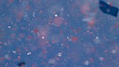 Microplastic particles floating in water