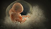 Embryo embedded in uterus, animation