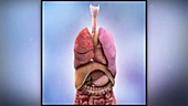 Human heart and lungs, animation