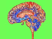 Human brain, rotating 3D MRI scan