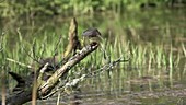 Amercian green heron vagrant in the UK