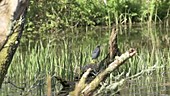 Amercian green heron vagrant in the UK