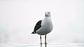 Adult kelp gull