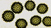 Hepatitis C virus particles, animation