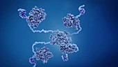 Anti-cancer protein p53, molecular model