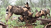 Cape hunting dogs feeding