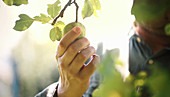 A person picking a green pear