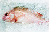 A red snapper fish packed in crush ice