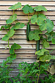 Cucumbers and tomatoes planted in raised bed