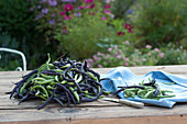 Freshly picked bush beans to clean on a patio table