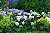 Beet mit Rose 'Garden of Roses', Phlox, Frauenmantel und Fingerhut