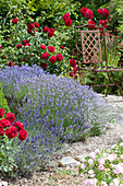 Bed with lavender 'Hidcote Blue' and red roses 'Till Eulenspiegel'