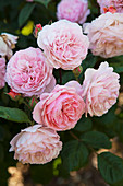 Pink blooming roses in the garden