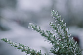 Icy rosemary sprigs in winter