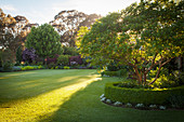 Tree with box edging in a landscaped garden