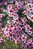 New Zealand myrtle 'Nichollsii' in the garden