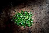 Tahoon cress on a metal background (top view)