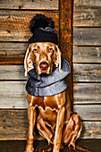 A dog wearing a loop scarf and a knitted hat with a large faux fur bobble