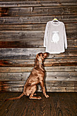 A dog looking at an oversized jumper with a cat motif hanging on a wooden wall