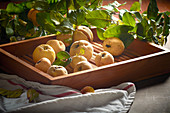 Quinces in a flat wooden tray
