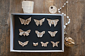 Paper butterflies pinned in display case