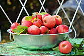 Freshly picked red apples in a bowl on a garden bench