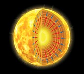Gravitational and thermal forces in the Sun, illustration