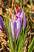 Saffron crocus (Crocus sativus) flowers
