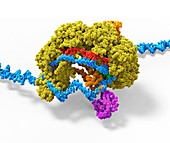 CRISPR-Cas6 gene editing complex, illustration