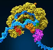 CRISPR-Cas6 gene editing complex, illustration