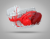 Dog heart and liver, 3D CT scan