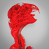 Parrot head and neck blood vessels, 3D CT scan