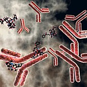 Antibody-drug conjugates, illustration