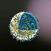 Exosome complexes in a cell, illustration