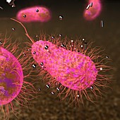 E. coli bacterium and nanoparticles, illustration