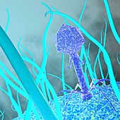 Bacteriophage infecting a bacterium, illustration