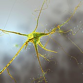 Nerve cell and dendrites, illustration