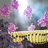 Cell membrane and proteins, illustration