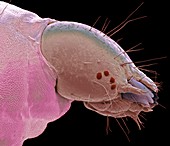 Head of plum fruit moth larva, SEM