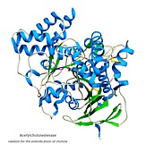 Acetylcholinesterase enzyme molecule