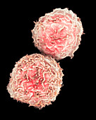 Human stem cells from bone marrow, SEM