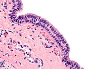 Submandibular salivary gland, light micrograph