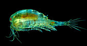 Cyclops copepod, light micrograph